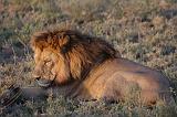 TANZANIA - Serengeti National Park - Leoni Lions - 67